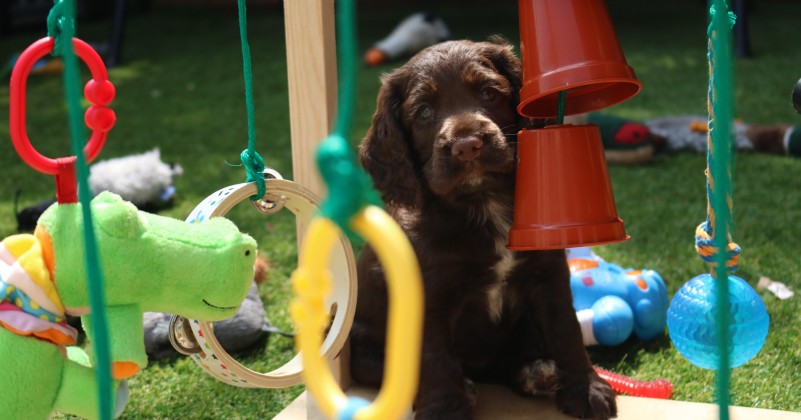 Puppy Training and Socialisation