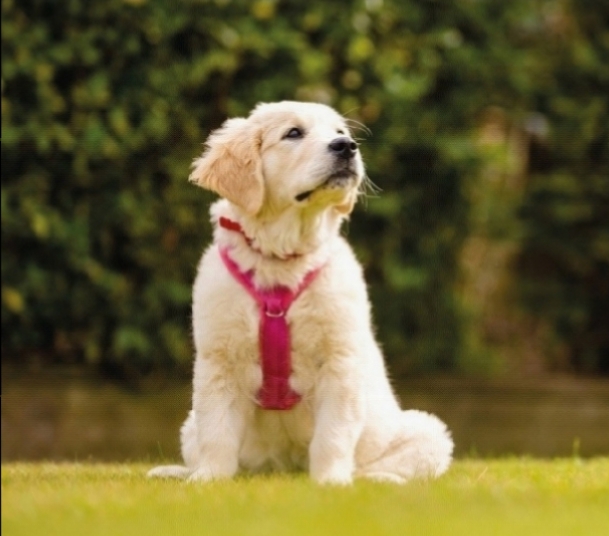 Puppy Training and Socialisation Talk